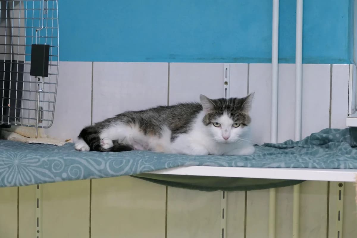 Okka, female 4yo mixed breed for adoption at Tierschutzverein Reutlingen, Reutlingen