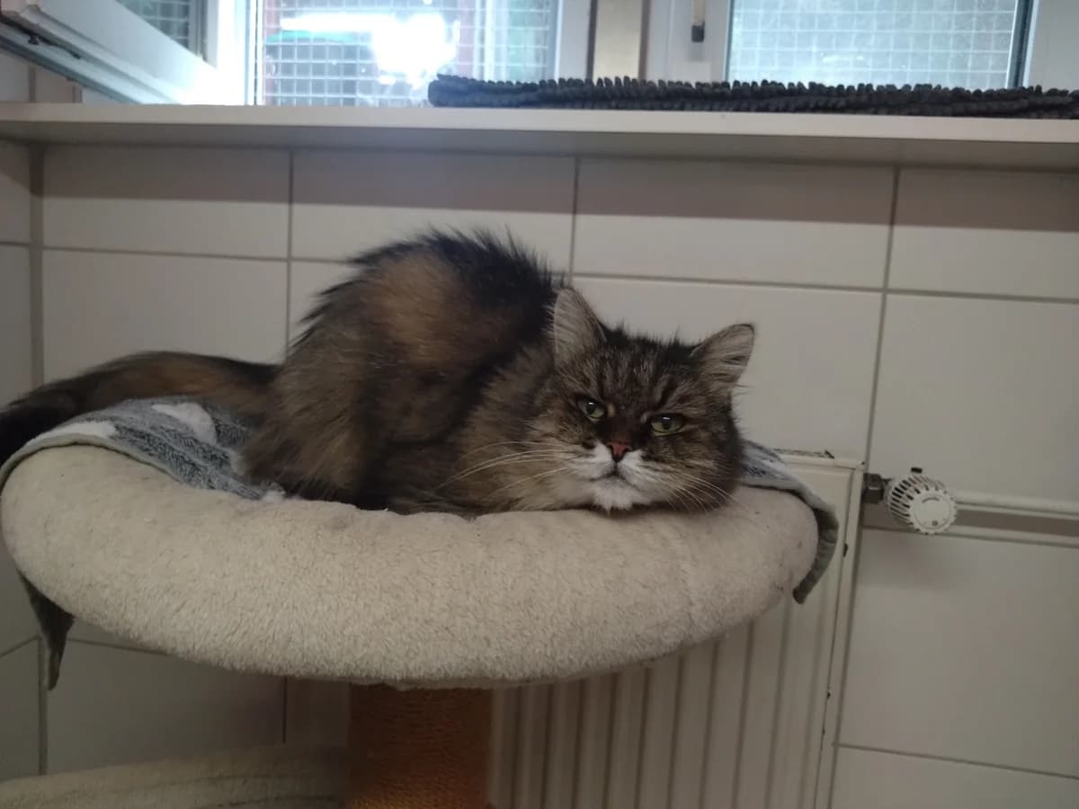 Louie, female senior mixed breed for adoption at Tierschutzverein Reutlingen, Reutlingen