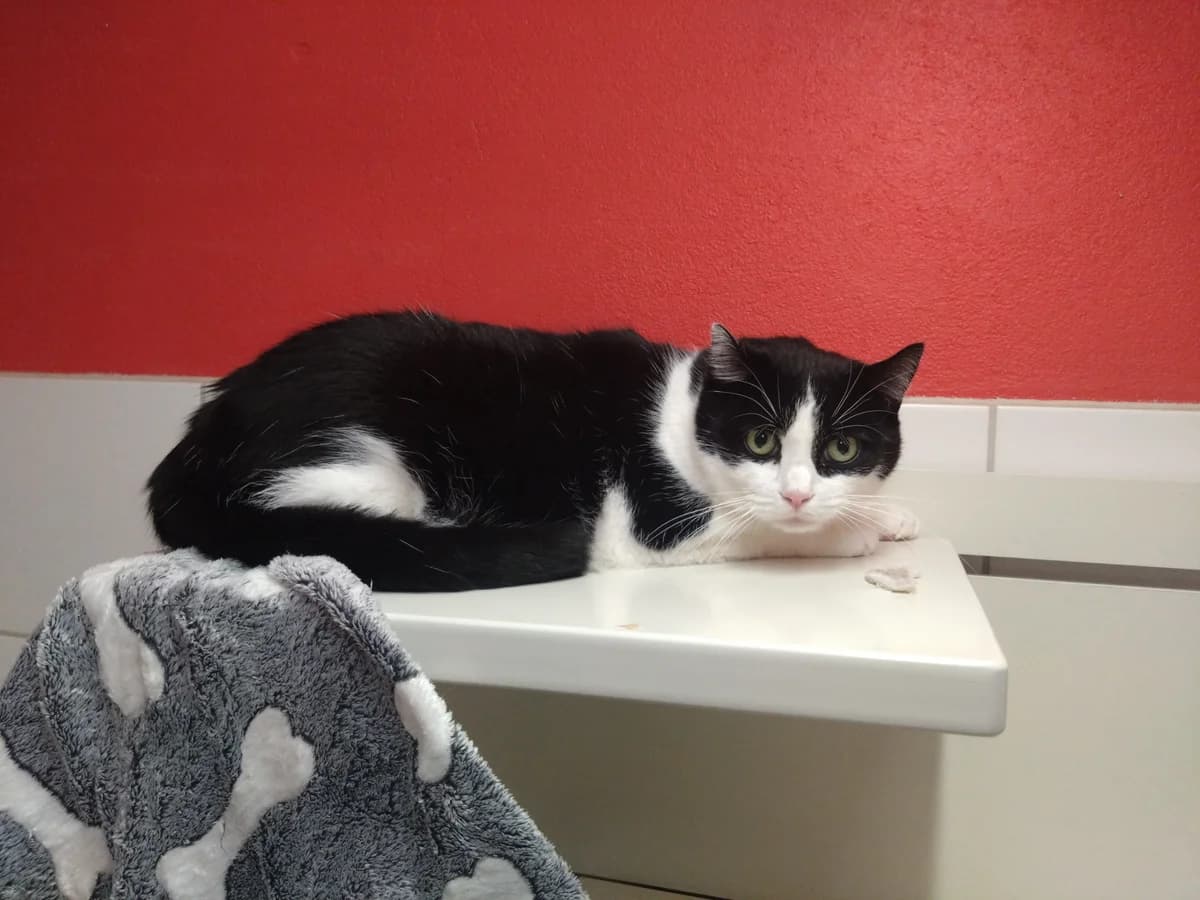 Lysander, male senior mixed breed for adoption at Tierschutzverein Reutlingen, Reutlingen