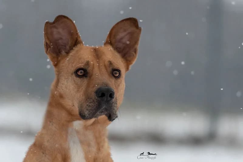 Paul, male senior Mixed Breed for adoption at Tierschutzverein Reutlingen, Reutlingen
