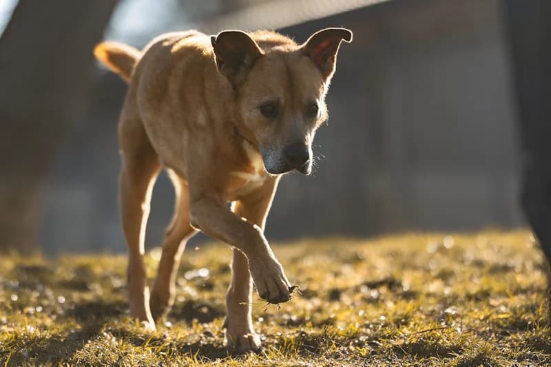 Paul, male Mixed Breed for adoption at Tierschutzverein Reutlingen, Reutlingen — photo 2 of 4
