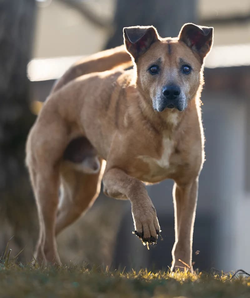 Paul, male Mixed Breed for adoption at Tierschutzverein Reutlingen, Reutlingen — photo 3 of 4