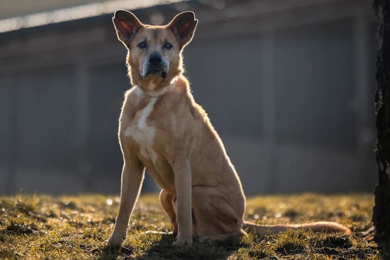 Paul, male Mixed Breed for adoption at Tierschutzverein Reutlingen, Reutlingen — photo 4 of 4