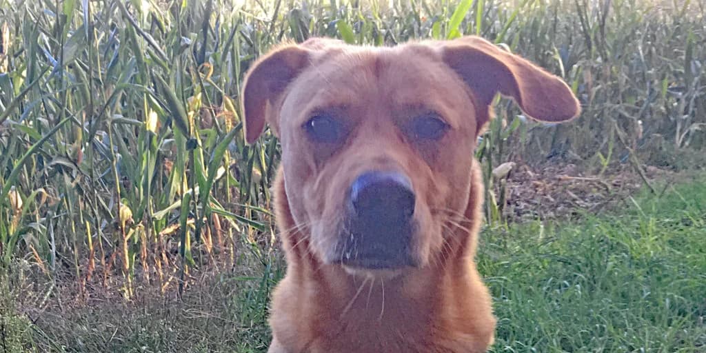 Sam, male senior Mixed Breed for adoption at Tierheim Roth, Roth