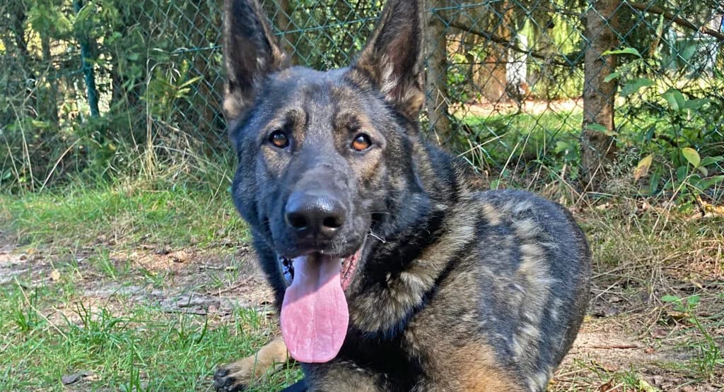 Rambo, male Mixed Breed for adoption at Tierheim Roth, Roth