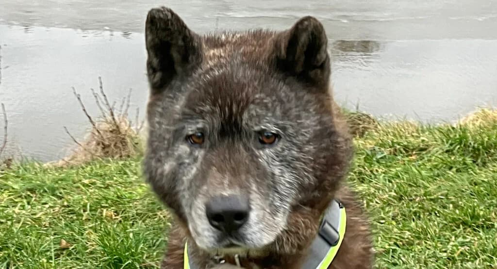 Sam, male Mixed Breed for adoption at Tierheim Roth, Roth