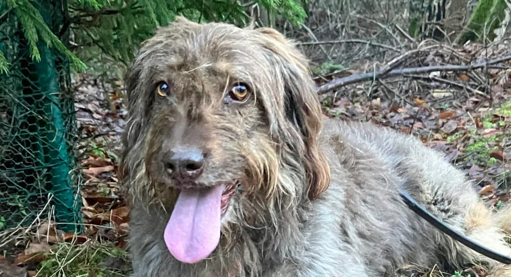 Mascha, female senior Mixed Breed for adoption at Tierheim Roth, Roth
