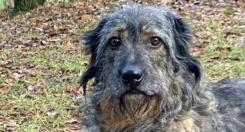 Dascha, female Mixed Breed for adoption at Tierheim Roth, Roth