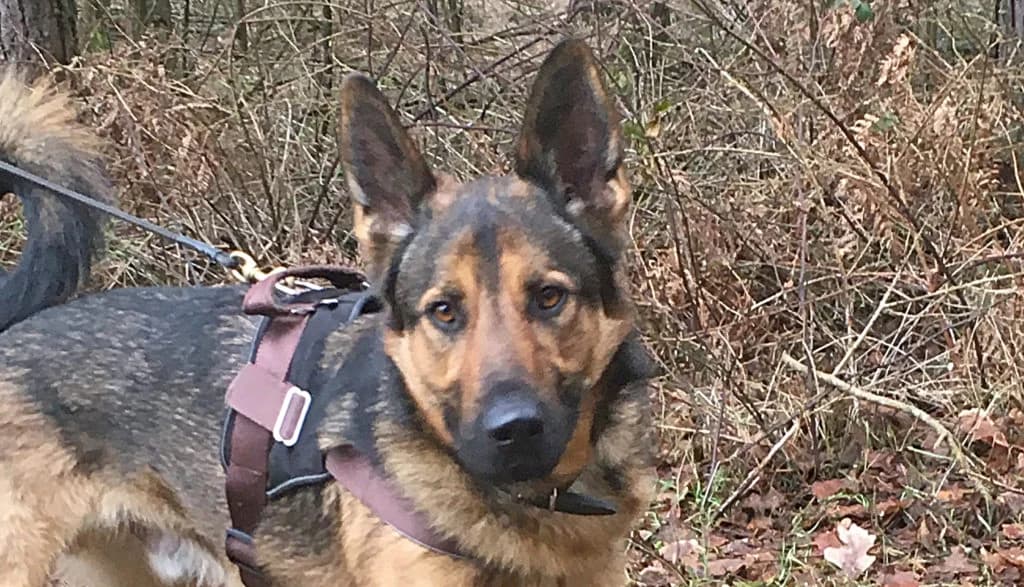 Prinz, male Mixed Breed for adoption at Tierheim Roth, Roth