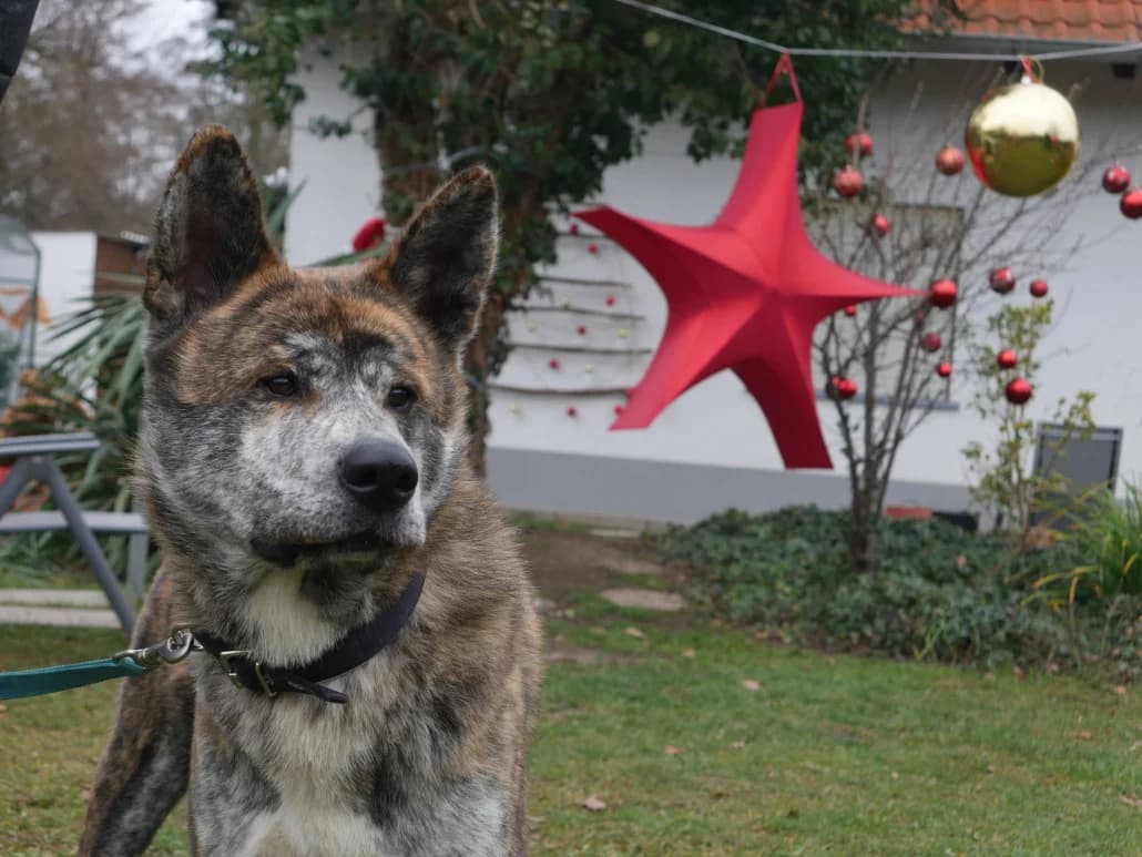 Ace, male Mixed Breed for adoption at Tierschutzverein Russelsheim, Rüsselsheim