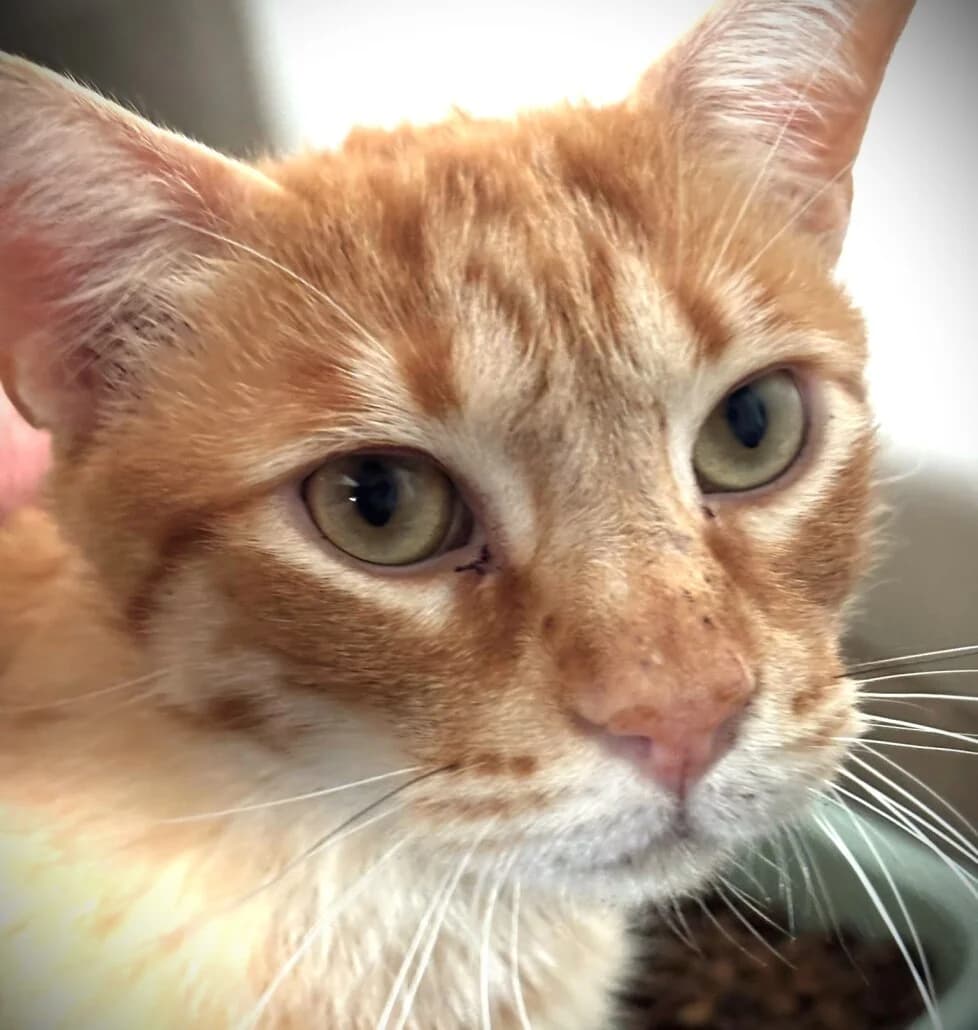 Adam, male mixed breed for adoption at Tierschutzverein Russelsheim, Rüsselsheim