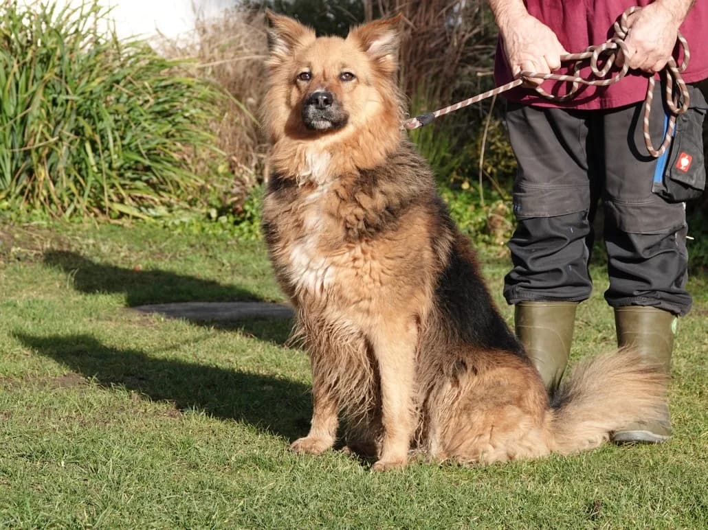 Amy, female Mixed Breed for adoption at Tierschutzverein Russelsheim, Rüsselsheim