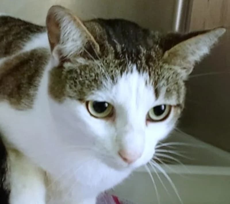 Bibi, female mixed breed for adoption at Tierschutzverein Russelsheim, Rüsselsheim