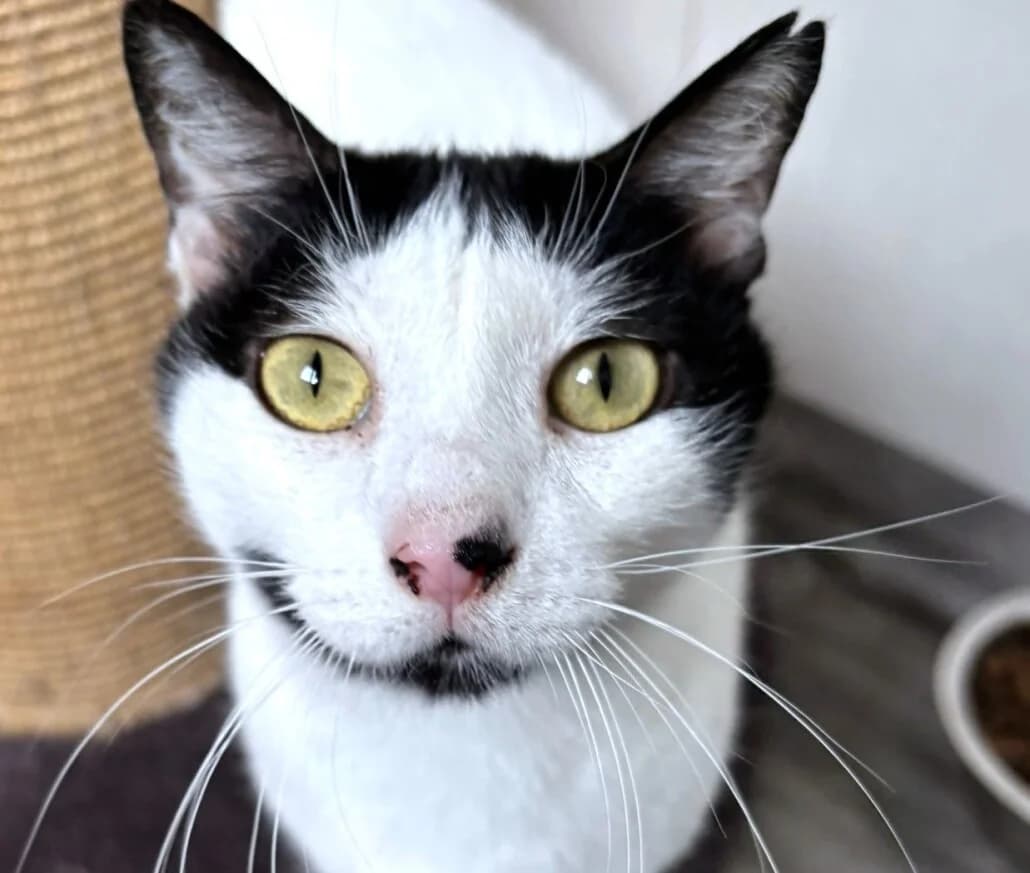 Bobo, male mixed breed for adoption at Tierschutzverein Russelsheim, Rüsselsheim