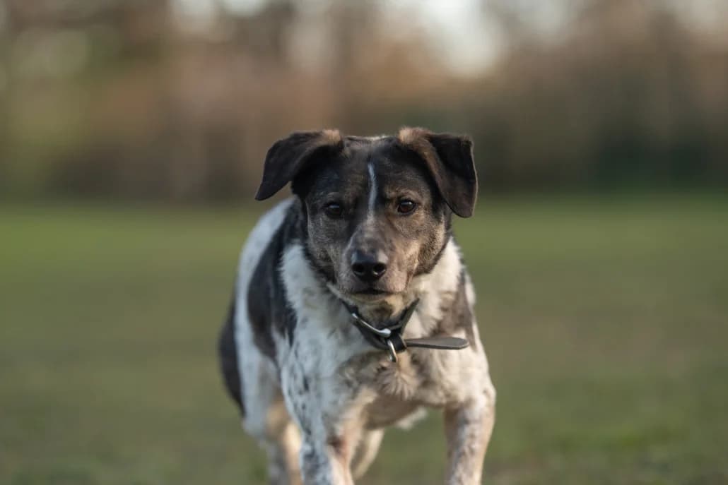 Boy – ist auf einer Pflegestelle, male Mixed Breed for adoption at Tierschutzverein Russelsheim, Rüsselsheim