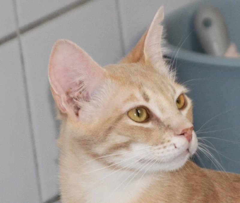 Bubu, male mixed breed for adoption at Tierschutzverein Russelsheim, Rüsselsheim