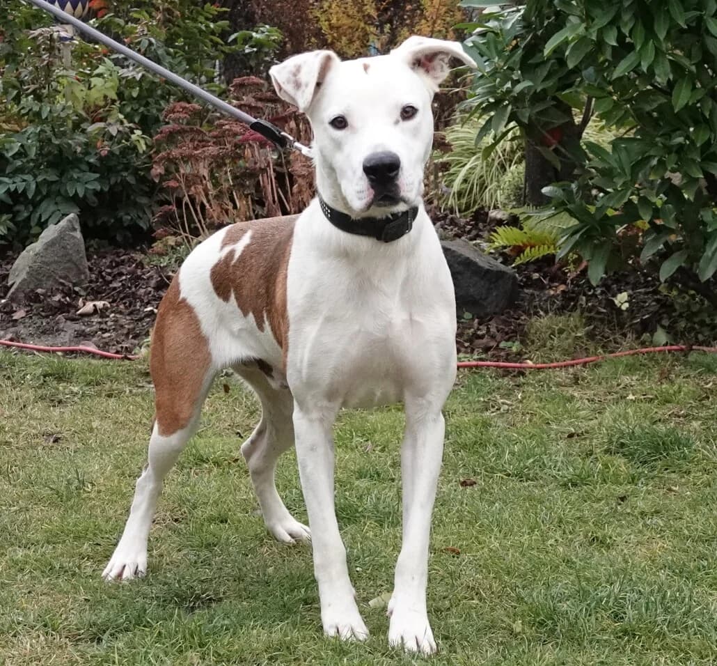 Buddy, male Mixed Breed for adoption at Tierschutzverein Russelsheim, Rüsselsheim