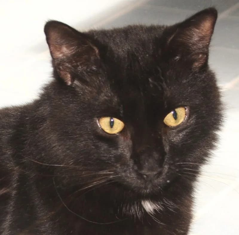 Chai, male mixed breed for adoption at Tierschutzverein Russelsheim, Rüsselsheim