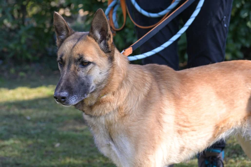 Deva, female Mixed Breed for adoption at Tierschutzverein Russelsheim, Rüsselsheim