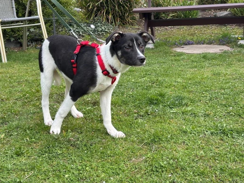 Emma,  Mixed Breed for adoption at Lucky Paws North Macedonia, Skopje
