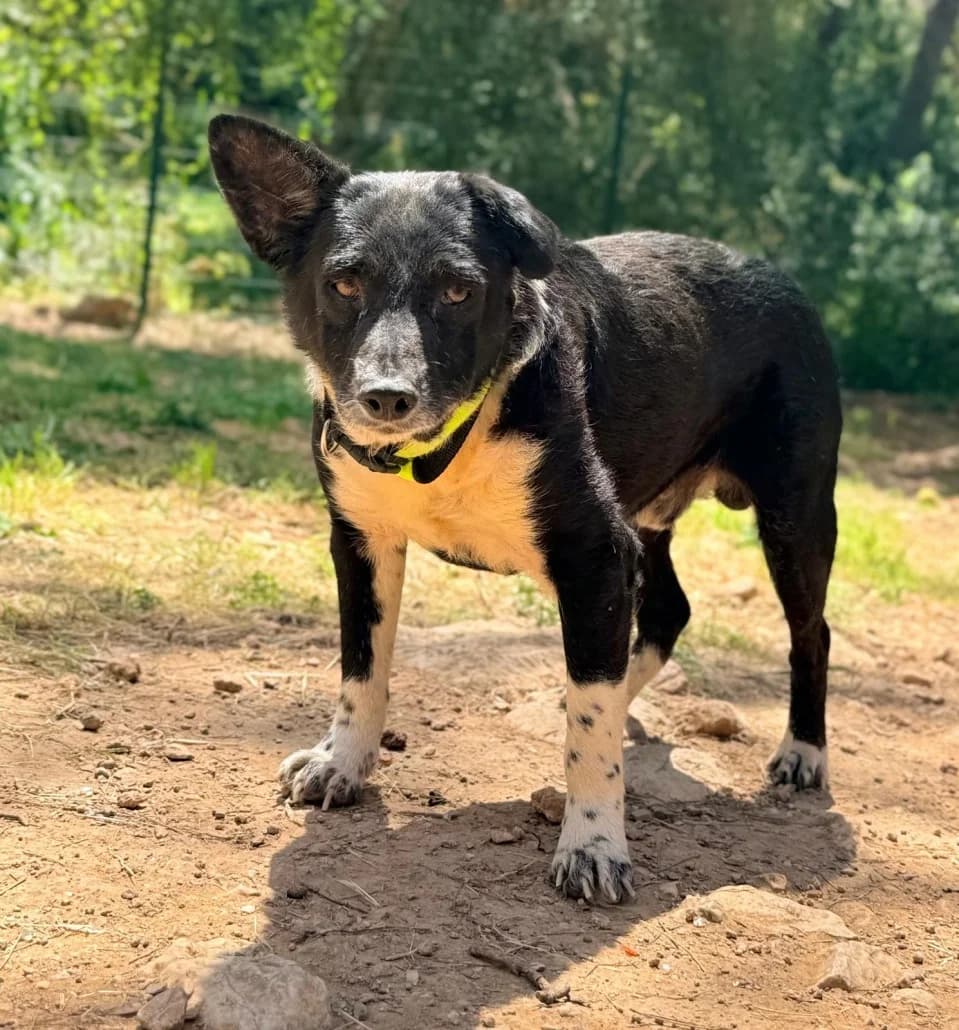 Fred, male Mixed Breed for adoption at Tierschutzverein Russelsheim, Rüsselsheim