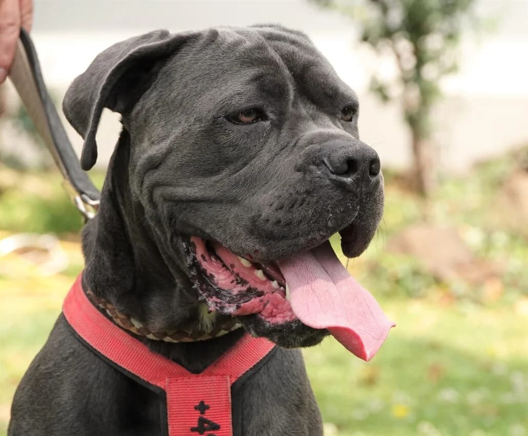 Hugo – vermittelt – zieht am 20.4. aus, male mixed breed for adoption at Tierschutzverein Russelsheim, Rüsselsheim