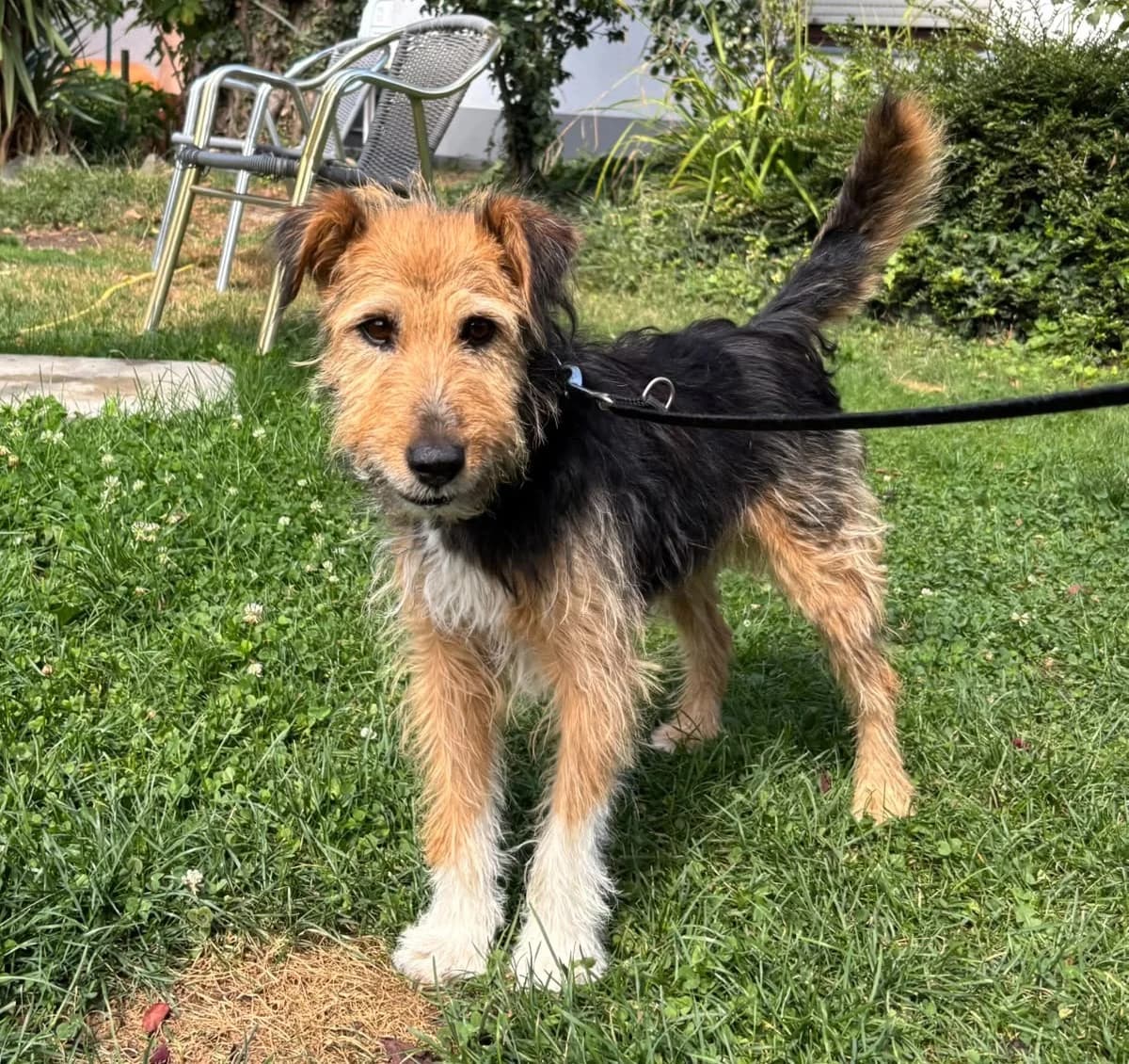 Inda, female senior Mixed Breed for adoption at Tierschutzverein Russelsheim, Rüsselsheim