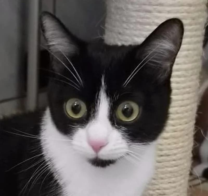 Ivy, female mixed breed for adoption at Tierschutzverein Russelsheim, Rüsselsheim