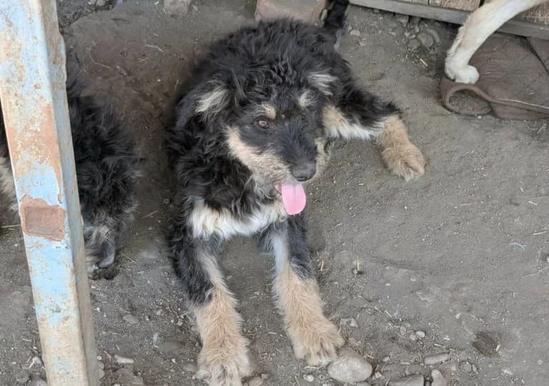 Jara – reserviert, female Mixed Breed for adoption at Tierschutzverein Russelsheim, Rüsselsheim