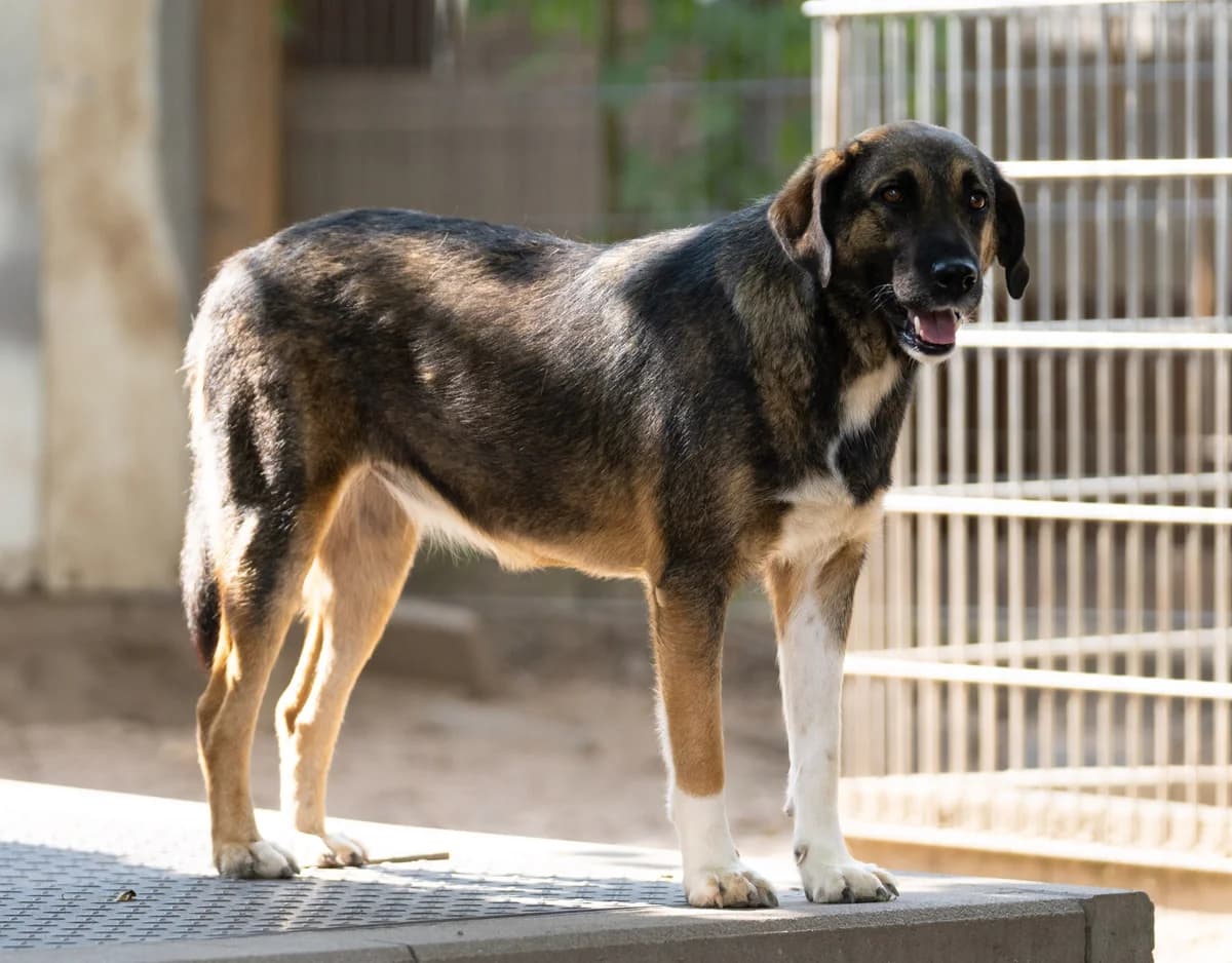 Josy, female young Mixed Breed for adoption at Tierschutzverein Russelsheim, Rüsselsheim