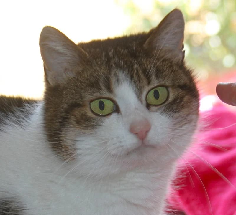Kim – dringend Pflegestelle gesucht, female mixed breed for adoption at Tierschutzverein Russelsheim, Rüsselsheim