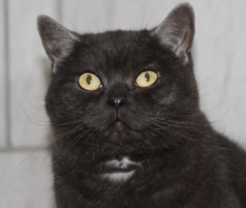 Kira, female mixed breed for adoption at Tierschutzverein Russelsheim, Rüsselsheim