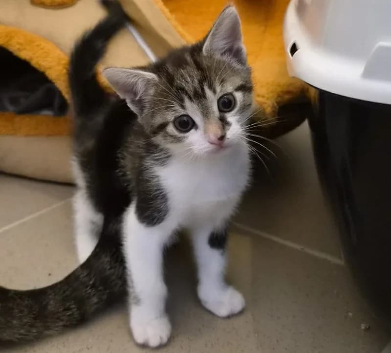 Kiwi, female mixed breed for adoption at Tierschutzverein Russelsheim, Rüsselsheim