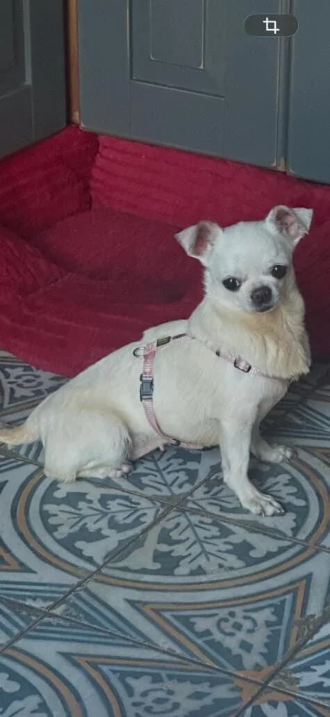 Lara, female Mixed Breed for adoption at Tierschutzverein Russelsheim, Rüsselsheim