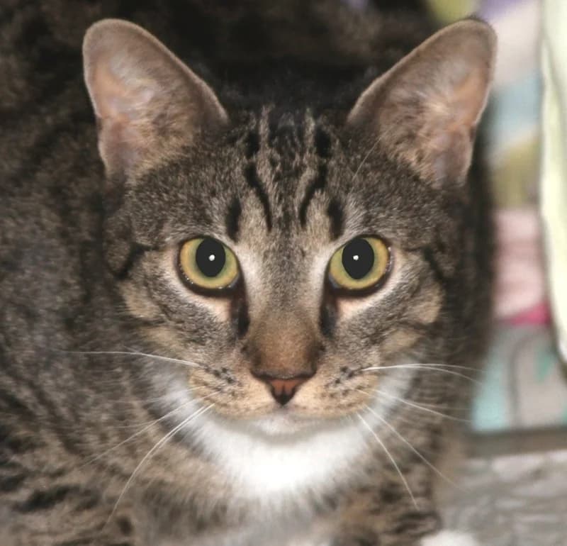 Lena, female mixed breed for adoption at Tierschutzverein Russelsheim, Rüsselsheim