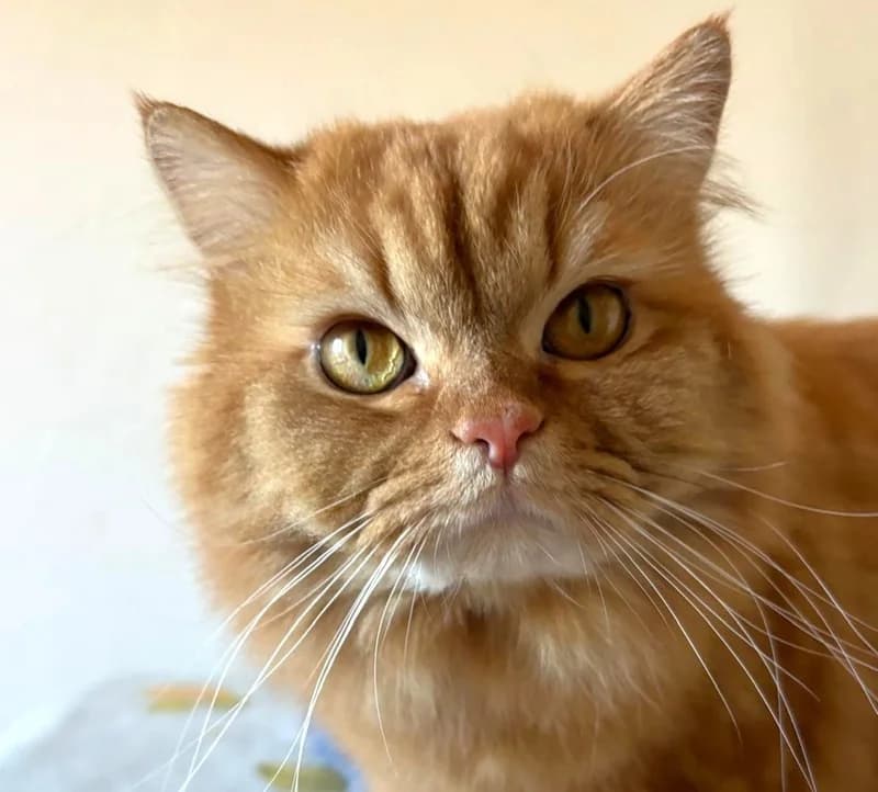 Leo – vermittelt – zieht am 8.5. aus, male mixed breed for adoption at Tierschutzverein Russelsheim, Rüsselsheim