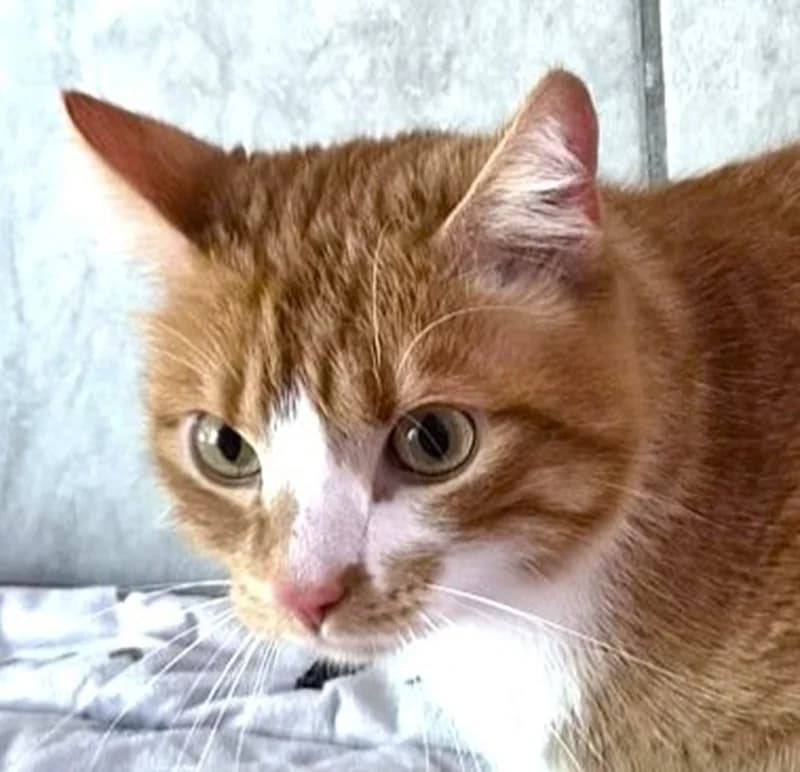 Lio – reserviert, male mixed breed for adoption at Tierschutzverein Russelsheim, Rüsselsheim