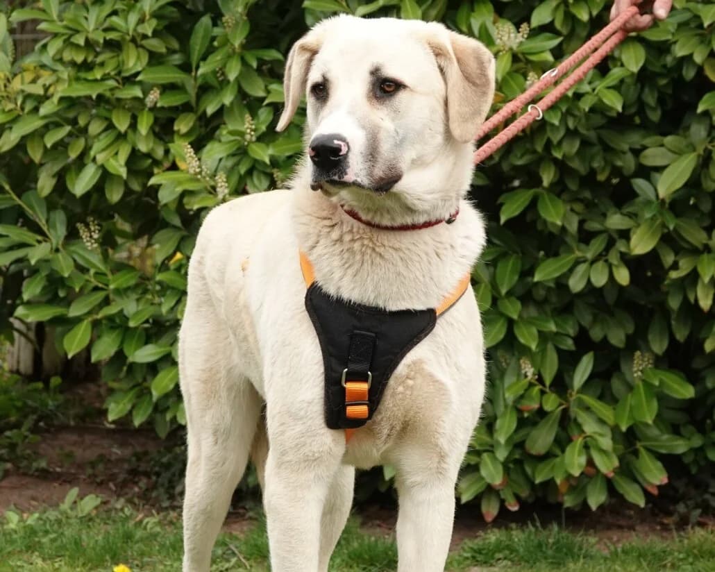 Lisa, female Mixed Breed for adoption at Tierschutzverein Russelsheim, Rüsselsheim