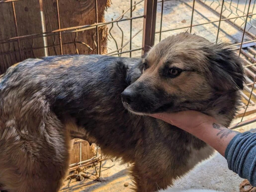 Liya, female Mixed Breed for adoption at Tierschutzverein Russelsheim, Rüsselsheim