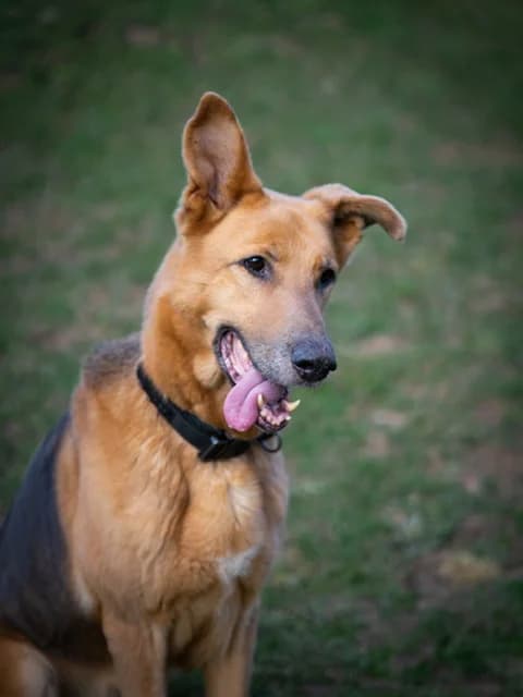 Loba – ist auf einer Pflegestelle, female Mixed Breed for adoption at Tierschutzverein Russelsheim, Rüsselsheim