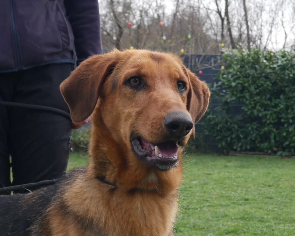 Lolo, male Mixed Breed for adoption at Tierschutzverein Russelsheim, Rüsselsheim