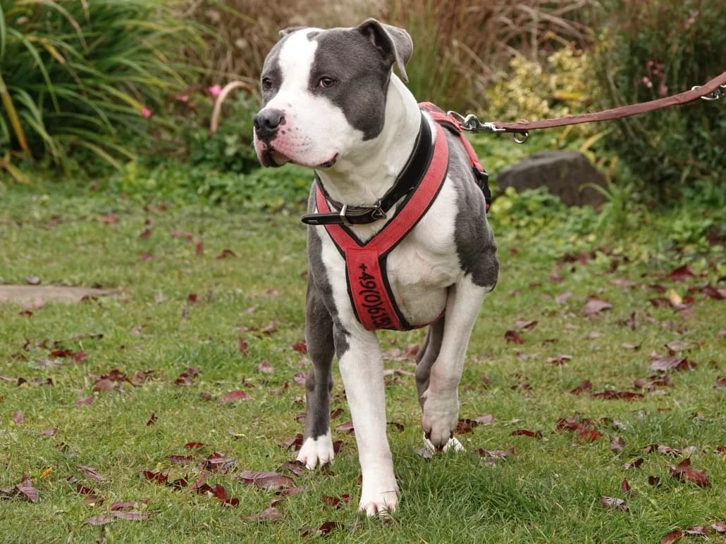 Luan, male Mixed Breed for adoption at Tierschutzverein Russelsheim, Rüsselsheim