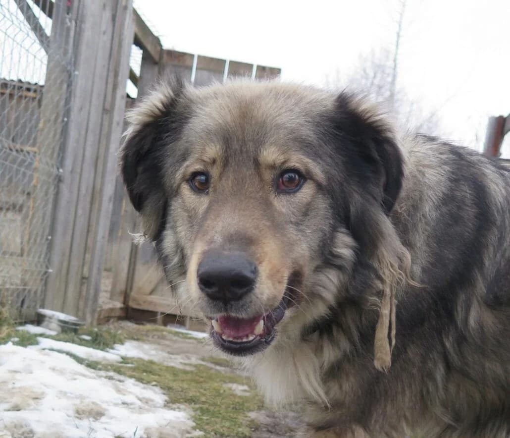 Mago, male Mixed Breed for adoption at Tierschutzverein Russelsheim, Rüsselsheim