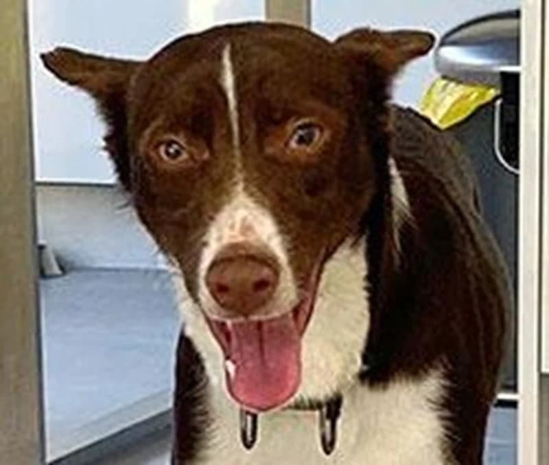 Mash, male Mixed Breed for adoption at Tierschutzverein Russelsheim, Rüsselsheim