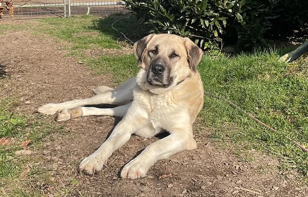 Mira – ist auf einer Pflegestelle, female Mixed Breed for adoption at Tierschutzverein Russelsheim, Rüsselsheim