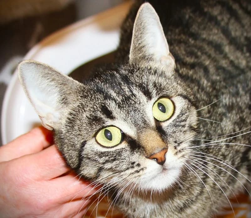 Mona, female mixed breed for adoption at Tierschutzverein Russelsheim, Rüsselsheim