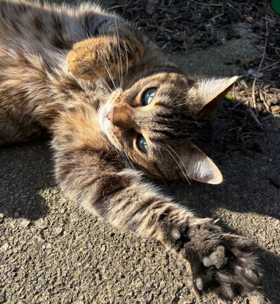 Nala – vermittelt – am 14.4. ausgezogen, female mixed breed for adoption at Tierschutzverein Russelsheim, Rüsselsheim