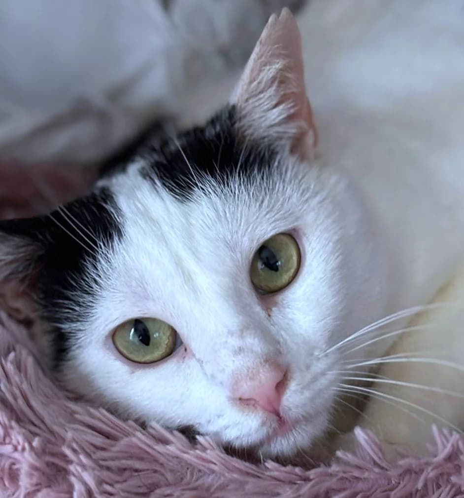 Nany, female mixed breed for adoption at Tierschutzverein Russelsheim, Rüsselsheim