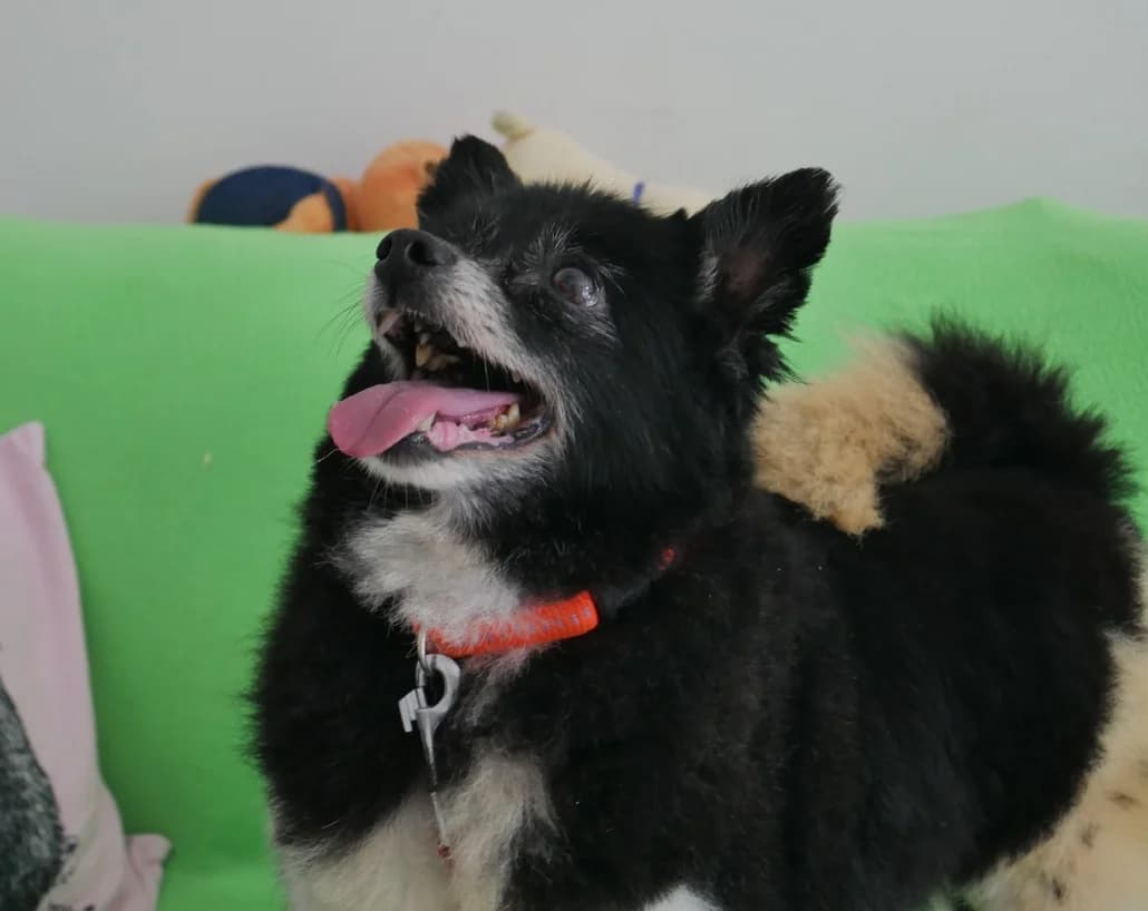 Nebi, female Mixed Breed for adoption at Tierschutzverein Russelsheim, Rüsselsheim