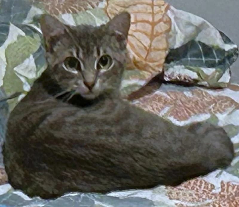 Nico, male mixed breed for adoption at Tierschutzverein Russelsheim, Rüsselsheim